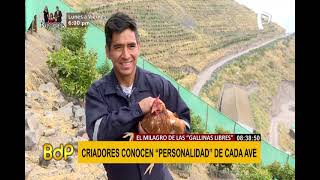 ¡Gallinas libres! conozca las maravillas del Fundo Shillco y su sistema de crianza autosostenible