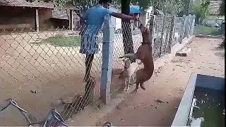 Pandikona dog jumping.