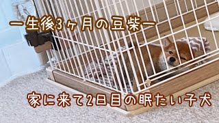 【生後3ヶ月の豆柴】家にやってきて2日目の寝不足な子犬の目をつぶるまで🐕