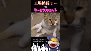 【和牛にゅう兵衛】三毛猫ミィのセクシーポーズ#三毛猫 #猫#shorts