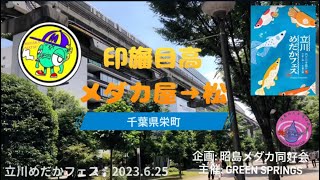 印旛目高　めだか屋→松　　（立川メダカフェス　2023.6.25  企画:昭島メダカ同好会　主催: GREEN SPRINGS）