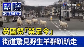 英國祭「禁足令」 小鎮街道驚見野生羊群趴趴走【國際快訊】