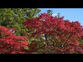 関西紅葉「世界遺産高野山」赤く染まる高野山