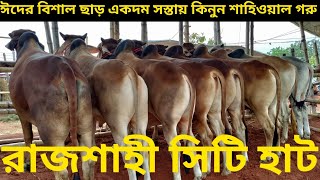 লটে ৫-৭ মন ওজনের  শাহিওয়াল গরুর দরদাম ।।০২/০৫/২০২২।।rajshahi city hat vlogs।। 02/05/2022