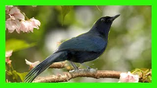 Black Catbird Song! Call! Sound! Singing! - Sinsonte Negro Canto - Melanoptila Glabrirostris