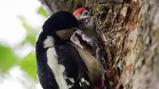 Great Spotted Woodpecker, Ireland.