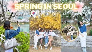 Is SPRING in SEOUL worth the HYPE? We went cherry blossom hunting across 3 famous places but…?!