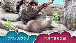 コツメカワウソ①【千葉市動物公園】ハラパンはとっても元気！フレンドリーで遊ぶの大好き かわいい顔 2022.7.8【動物園・水族館の生き物動画】夏休みは動物園に行こう！Otter Japan