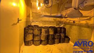 Cannabis farm discovered during a warrant #OpAVRO