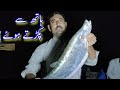 Amazing Fish Hunting 09 November 2024 || Fishing Vlog || Anwar Shah Ustrana Vlogs