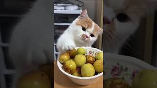 Kucing ini benar-benar ingin makan! Tonton sampai akhir!