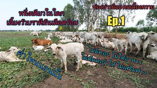 Ep.535 หนึ่งเดียวในใลก เลี้ยงวัวบราห์มันเลือดร้อยไล่ทุ่ง เสี่ยเซน 092-9497334