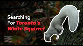 Searching For Toronto's White Squirrel In Trinity Bellwoods Park