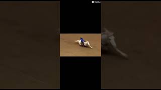 Donna Kay had a lot of accident in the 2025 NFR #nfr #horse #barrel race
