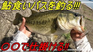 【琵琶湖バス釣り】鮎食いバスを〇〇で釣る!!【オカッパリ】