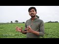 ಶೇಂಗಾ ನೆಲಗಡಲೆ ಹೇಗೆ ಬೆಳೆಯುವುದು groundnut cultivation method how to cultivate groundnut