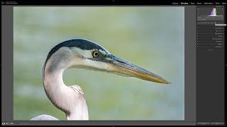 My Lightroom Processing Workflow for Wildlife (Birds)