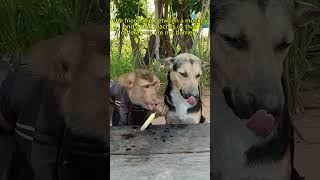 The friendship between a monkey and a dog.