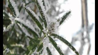 Macro and ice