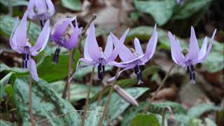 都内随一を誇るカタクリの群生地「さやま花多来里の郷」