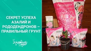 Секрет успеха для азалий и рододендронов – правильный грунт.