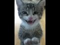 the most adorable cat sings apt 🥰😻