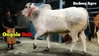 Hyper Active Ongole Bull | Sadeeq Agro 2021 Collection OngoleGittalu | Huge Ongole bull Touro Nelore