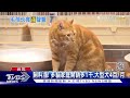 毛爸媽哭哭 原物料 運費漲「飼料貴5 10%」｜tvbs新聞