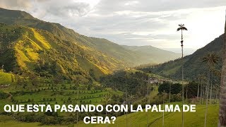 Cultura: Que esta pasando con el árbol nacional de Colombia?