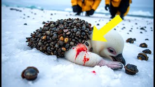 Penguin Cub Rescued After Being Attacked by Millions of Parasites Barnacles, Ticks, and Insects