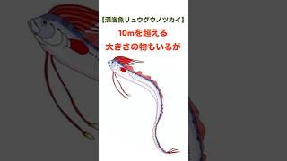 食べたら不老不死になるという伝説を持つ深海魚リュウグウノツカイの面白い生態！#深海魚 #雑学 #おもしろ #生物