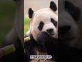 10.18.連吃筍筍的樣子，都這麼療愈！💖🐼福寶＃fubao＃大熊貓#cute panda short