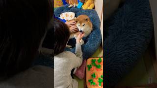 柴犬福 姉と母に触られキレ気味な柴犬😂Why angry🤣#shorts #funny #dogshorts #shibainu #comedy #柴犬 #시바견