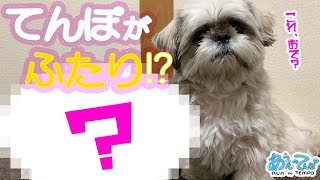 てんぽがふたり!? おじさんにからまれるシーズー犬【開封の儀】