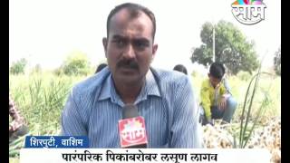 Ravi Patil's Garlic (लसूण ) farming success story