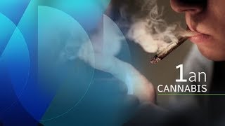 Légalisation du cannabis, un an plus tard