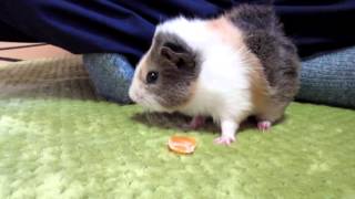 初めてのモルモット飼育　【今日の禿丸　禿丸の意外な大好物　禿丸のドッキリ!?】　 First of guinea pig breeding #31