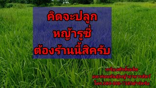 #จำหน่ายเมล็ดพันธุ์หญ้ารูซี่  #ขายเมล็ดหญ้ารูซี่ #ต้นพันธุ์หญ้ารูซี่..คนนิยมปลูกมากๆ มาดูกัน