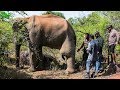 Humble elephant with a tumor in his leg gets treated by a Minister in charge of Wildlife