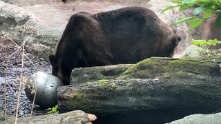 エゾヒグマのようすです【2023年8月17日】【上野動物園】