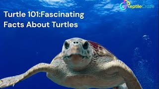 Turtle 101: Fascinating Facts About Turtles! 🐢💡 | ReptileCraze.com