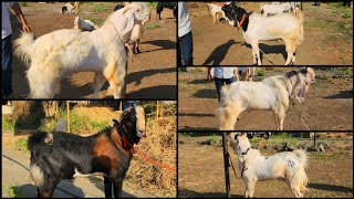 Khubsurat Or Aggressive Andul Collection Hk Goat Farm Bhiwandi Padgha