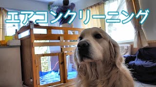 片時も離れず見て見ぬふりをするゴールデンレトリバー【エアコンクリーニング】大型犬の部屋/他人が入ったら？/テリトリー侵害