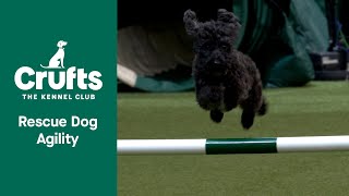 Adorable Toy Poodle makes her own agility course at Crufts 2022