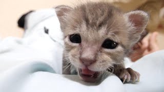 ミルクをまだかとママに登って催促する子猫【赤ちゃん猫　保護猫】