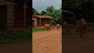 Country side of Laos 🇱🇦 Paksong Bolaven plateau