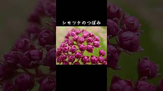 30秒植物紹介【シモツケ】