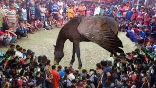 অবিশ্বাস্য এক ঘোড়া যা দেখে অবাক হয়েছে সবাই!সেরা অবিশ্বাস্য ঘটনা সরাসরি দেখুন! আল্লাহ্র  কুদরত  .