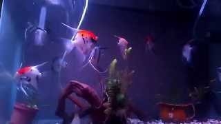 Steve''s angelfish in the night with nice music