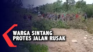 Tebang Pohon untuk Blokade, Bentuk Protes Warga Sintang terhadap Jalan Rusak